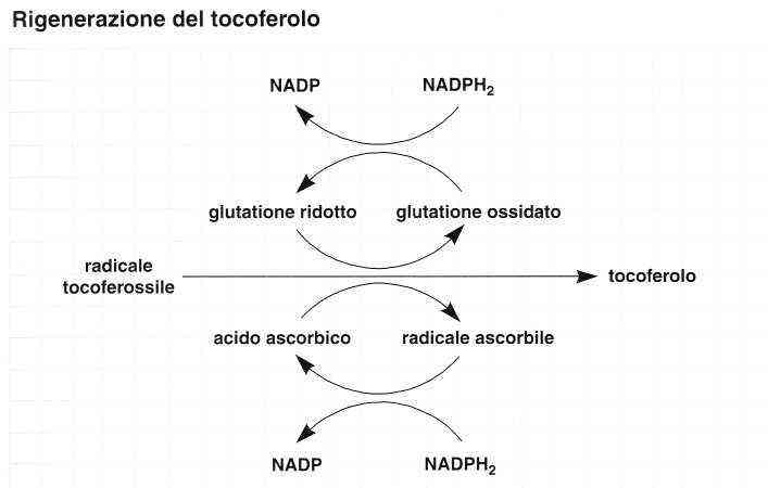 Vitamina E (Tocoferolo): reazione 15