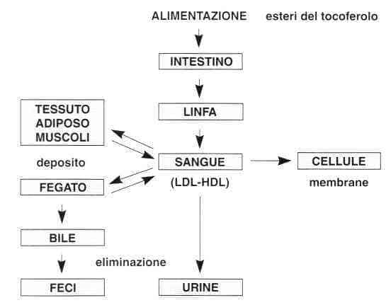 Vitamina E (Tocoferolo): metabolismo