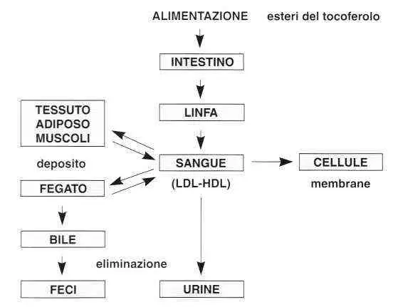 Vitamina E (Tocoferolo): metabolismo