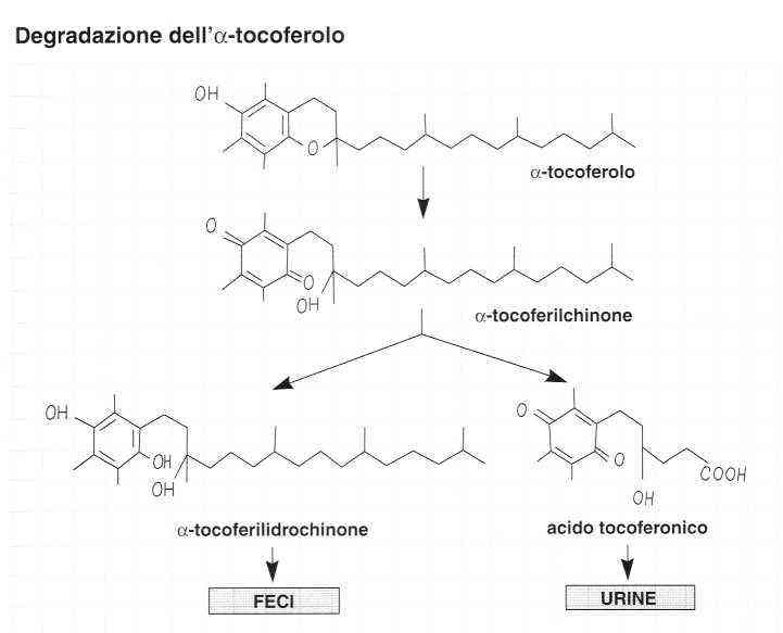 Vitamina E (Tocoferolo): Degradazione