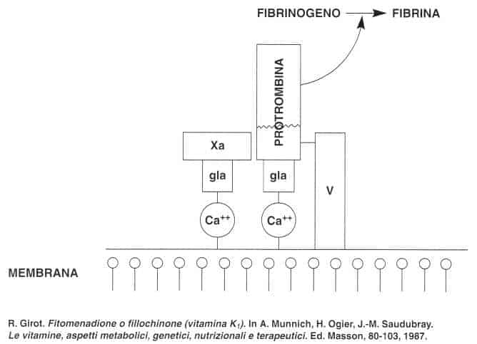 Vitamina K (Fillochinone): funzione coagulativa