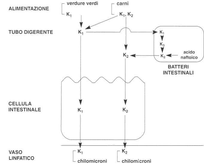 Vitamina K (Fillochinone): assorbimento