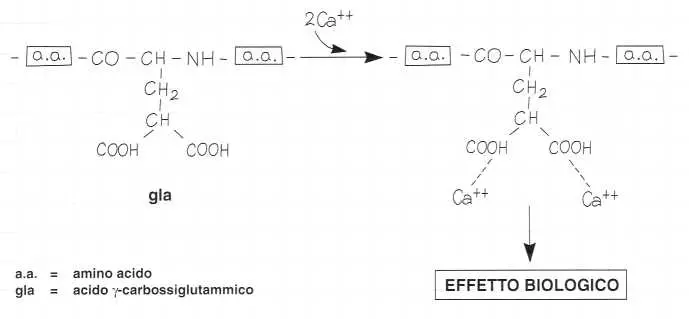 Vitamina K (Fillochinone): reazione 7