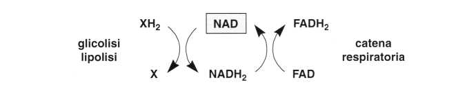 Vitamina PP (Niacina): reazione 12