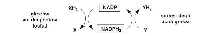 Vitamina PP (Niacina): reazione 15