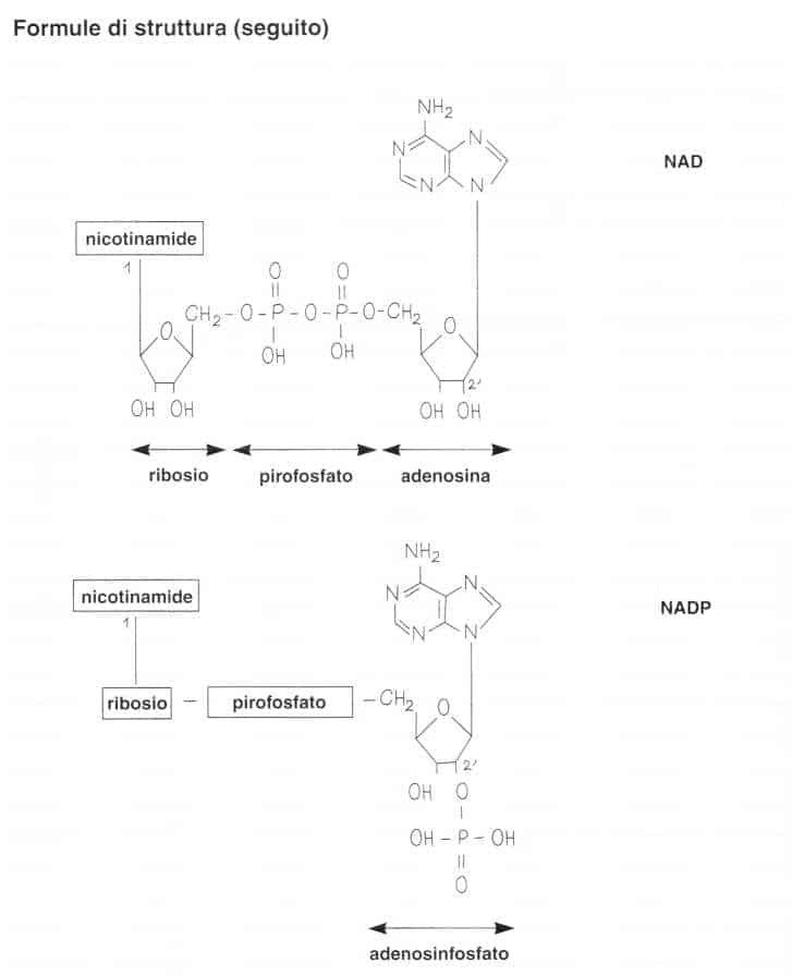 Vitamina PP (Niacina): formule di struttura