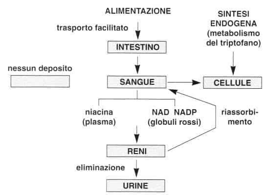 Vitamina PP (Niacina): metabolismo