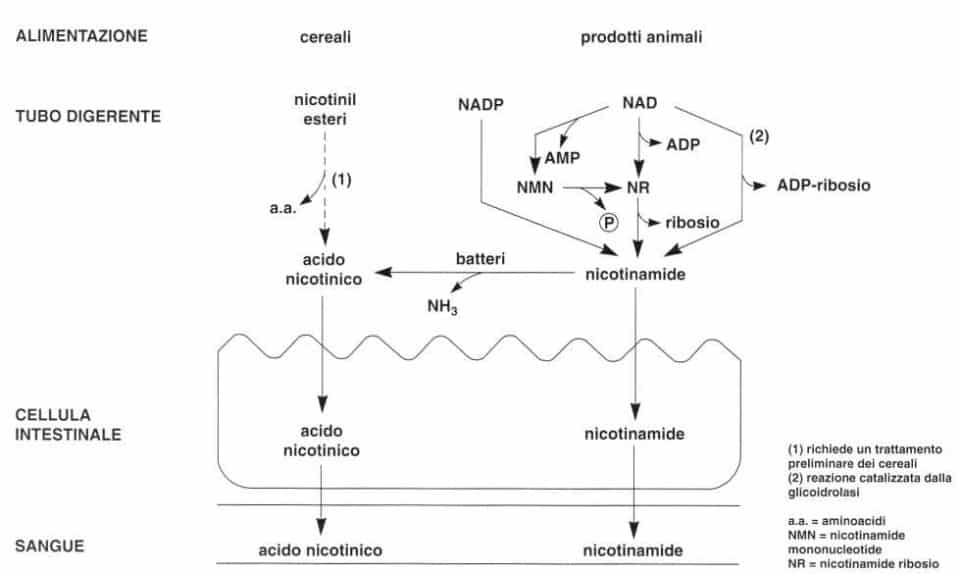 Vitamina PP (Niacina): assorbimento