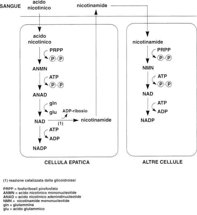 Vitamina PP (Niacina): distribuzione