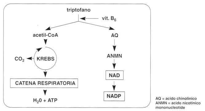 Vitamina PP (Niacina): metabolismo del triptofano