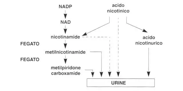 Vitamina PP (Niacina): eliminazione
