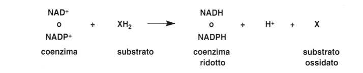 Vitamina PP (Niacina): reazione 8