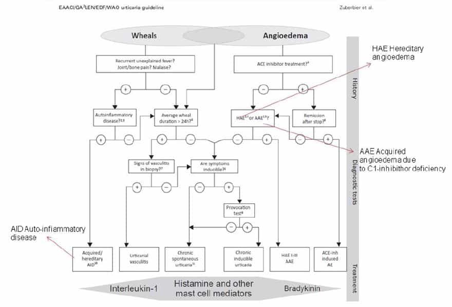 orticaria: algoritmo diagnostico