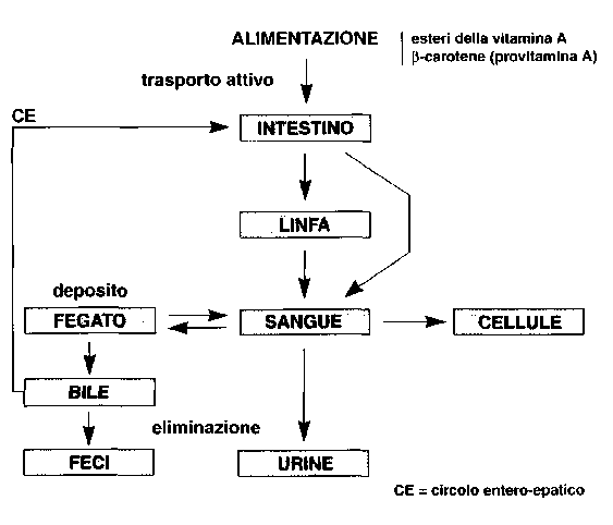Metabolismo di vitamina A, retinolo e beta-carotene