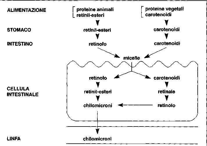 Assorbimento di vitamina A, retinolo e beta-carotene