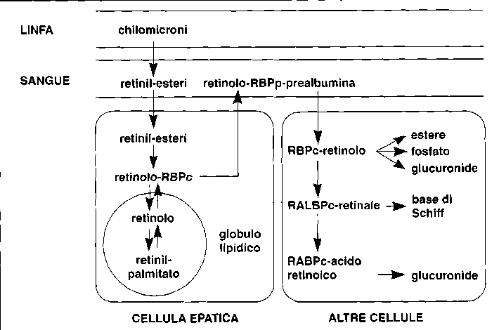 Distribuzione di vitamina A, retinolo e beta-carotene