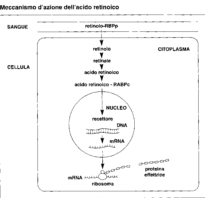 Meccanismo di azione dell'acido retinoico