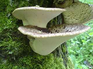 agarico
