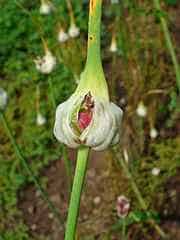 aglio