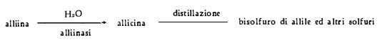 Aglio: scissione fermentativa dell'alliina