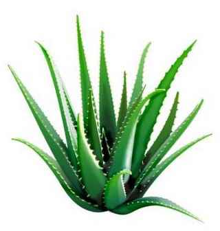 Aloe