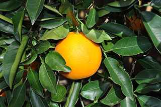 aranciodolce