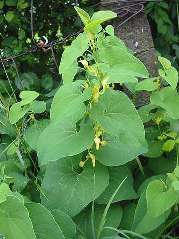 aristolochia
