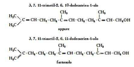 balsamotolu Figura 1