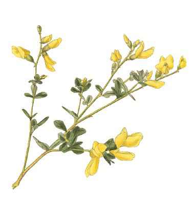 baptisia