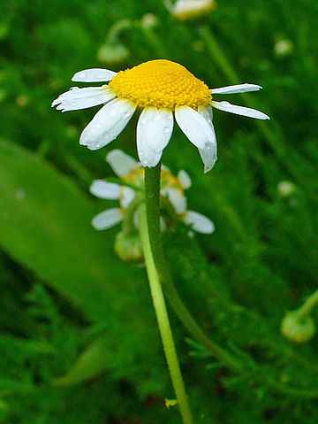 camomillaromana