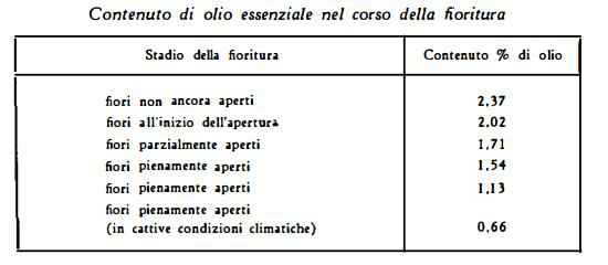 camomillaromana Figura 2