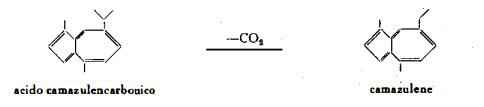 camomillavolgare Figura 2
