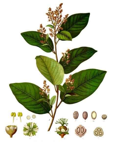 cascarilla