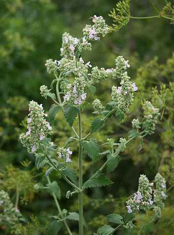 cataria