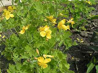 chelidonia