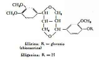 chionanto Figura 1