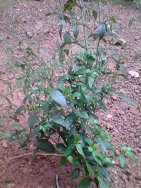 chiretta