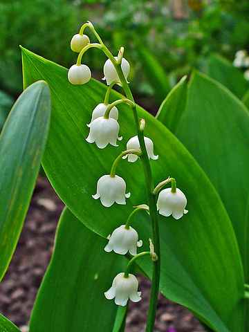 convallaria