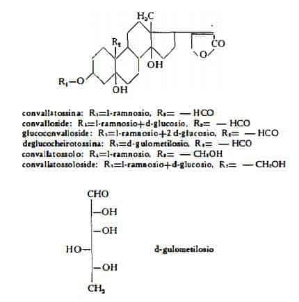 convallaria Figura 1