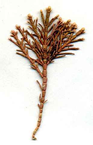 corallina