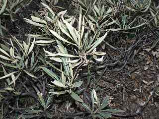 eriodicto