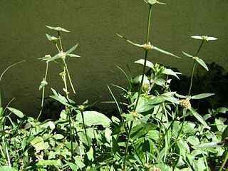 euforbia