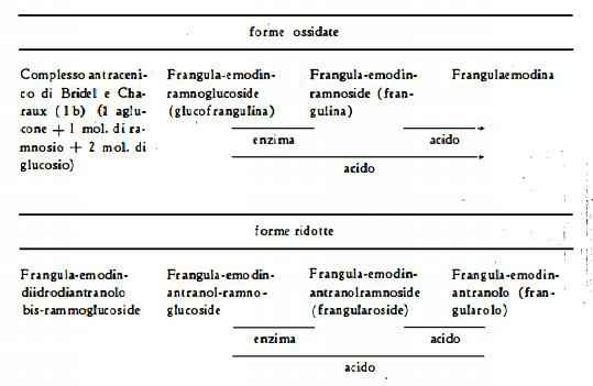frangola Figura 4