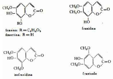 frassino Figura 3
