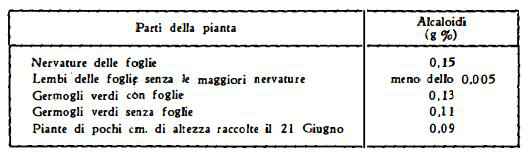 giusquiamo Figura 6
