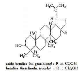 graziola Figura 2