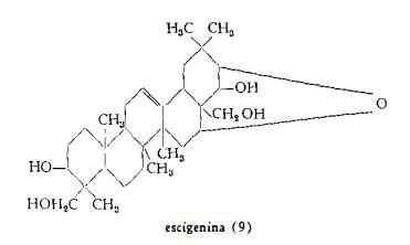 ippocastano Figura 1