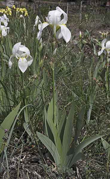 iridefiorentina