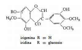 iridefiorentina Figura 2