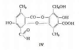 lichene Figura 3
